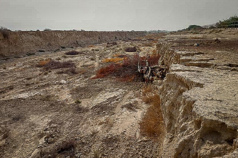 پرونده قطع درختان کهور به دادگستری رفت