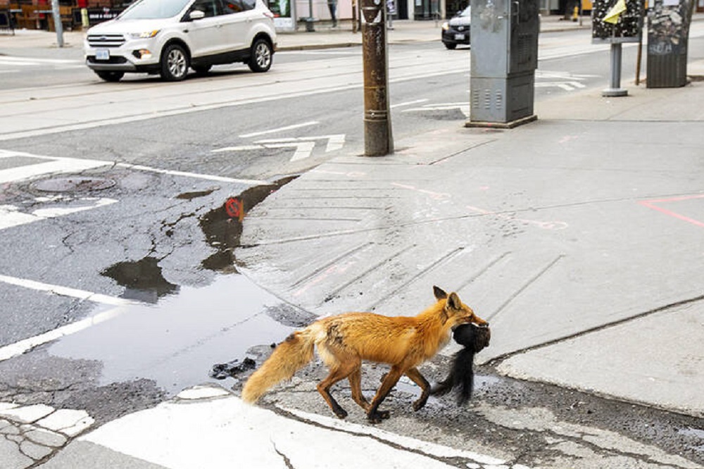 از شغال تا سمندر؛ حضور گونههای جانوری در دل شهرها