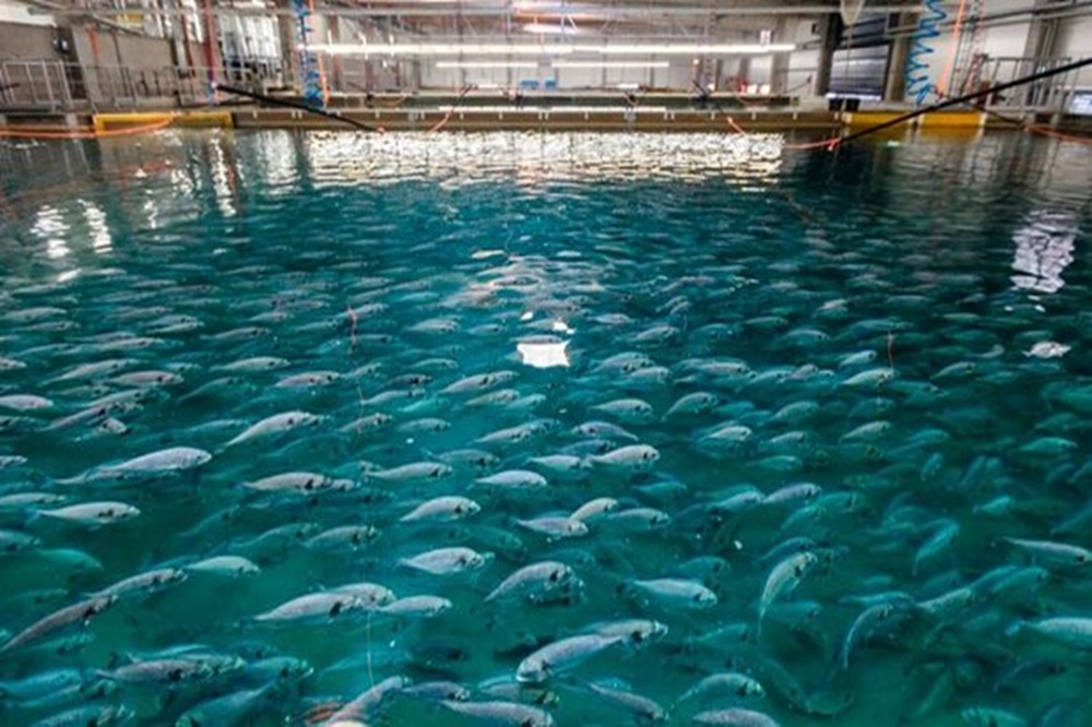 با تکنولوژی نانو شاید ماهی ارزان شود!