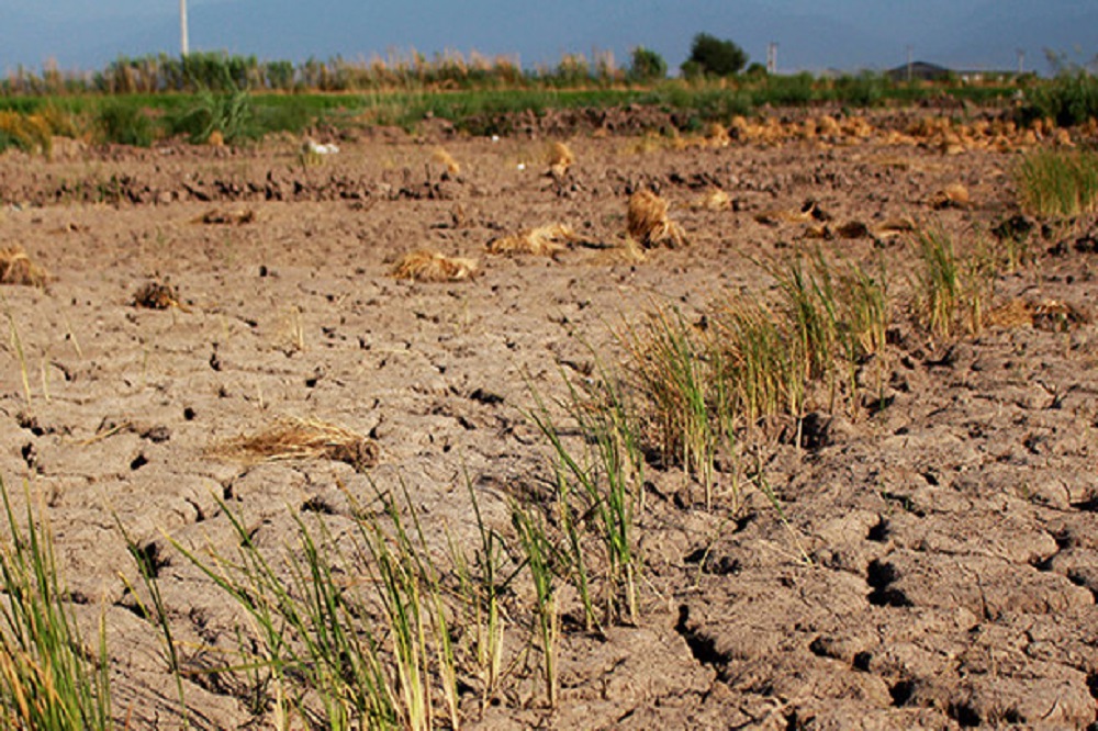 ۳۰ درصد برنج در استانهای کمآب تولید میشود