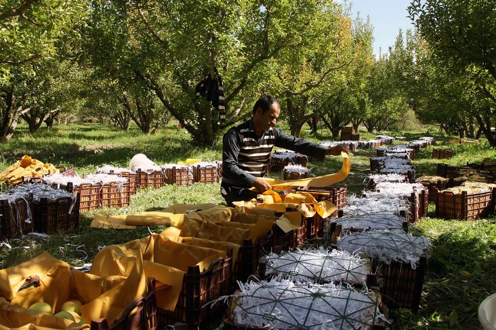 تولید ۵۰ درصد سیب ایران در همسایگی دریاچه ارومیه!