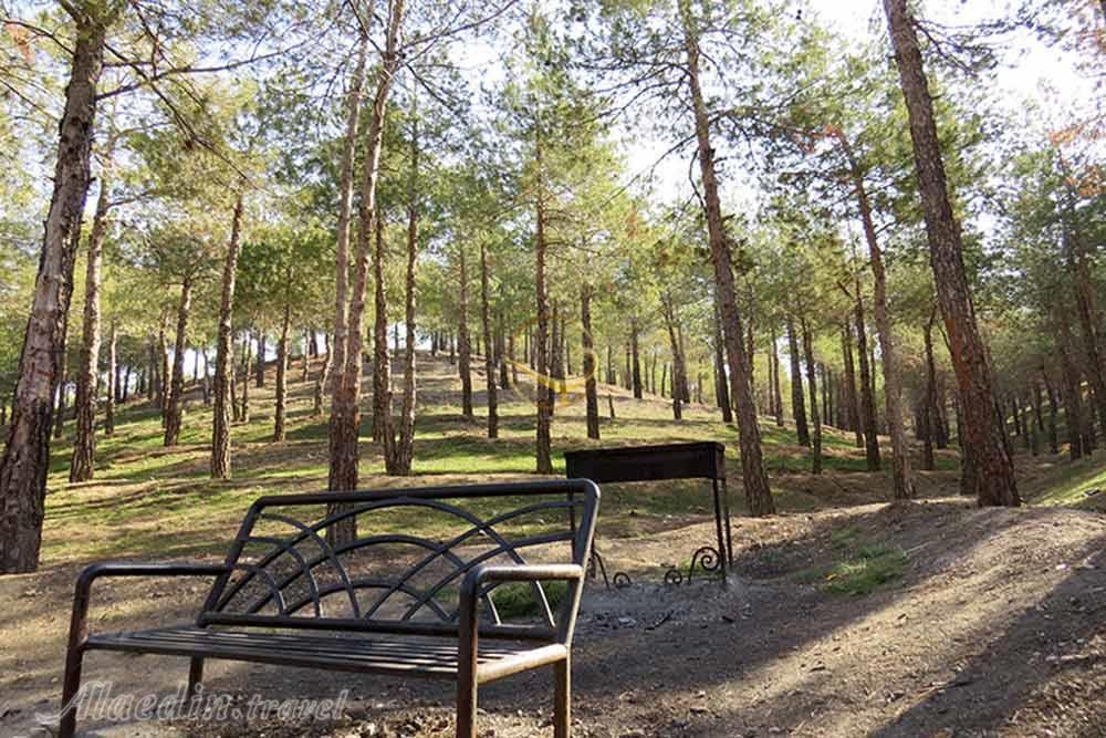 درختان پارک چیتگر از بی‌آبی در صف مرگ هستند