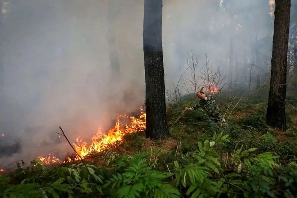 جنگلهای چالوس طعمه حریق شد