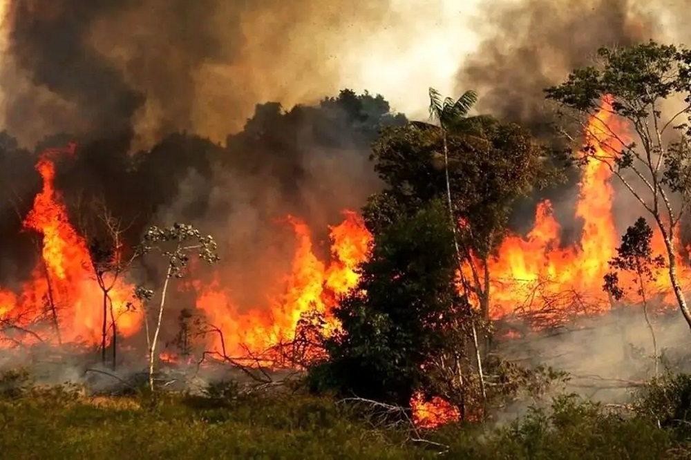آتشافروز جنگلهای هیرکانی دستگیر شد