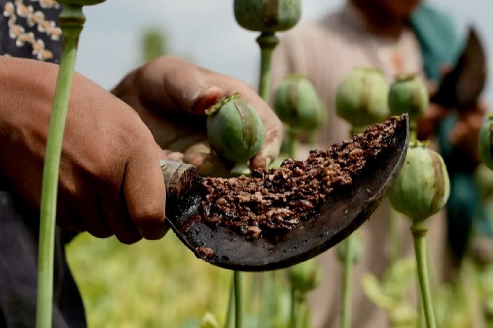 ماجرای واردات ۷۲ هزار میلیارد تریاک به کشور