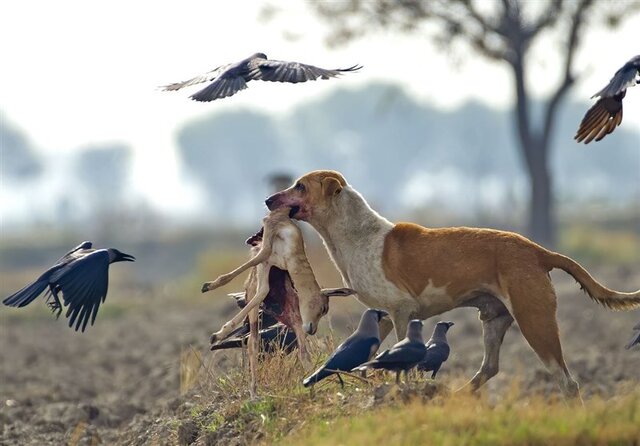 سگهای بلاصاحب در کمین ۱۷ یوزپلنگ باقیمانده
